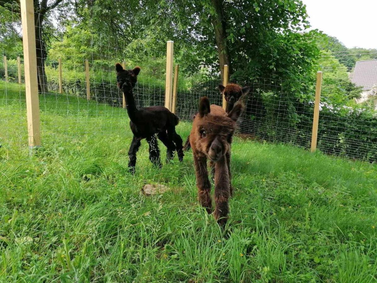 Apartament Casa De Alpaca Schmelz Zewnętrze zdjęcie